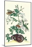 Royal Jasmine with an Amazon Tree Boa and an Ello Sphinx Moth-Maria Sibylla Merian-Mounted Art Print