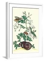 Royal Jasmine with an Amazon Tree Boa and an Ello Sphinx Moth-Maria Sibylla Merian-Framed Art Print