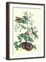 Royal Jasmine with an Amazon Tree Boa and an Ello Sphinx Moth-Maria Sibylla Merian-Framed Art Print