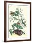 Royal Jasmine with an Amazon Tree Boa and an Ello Sphinx Moth-Maria Sibylla Merian-Framed Art Print