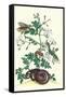 Royal Jasmine with an Amazon Tree Boa and an Ello Sphinx Moth-Maria Sibylla Merian-Framed Stretched Canvas