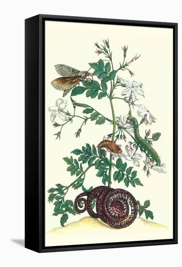 Royal Jasmine with an Amazon Tree Boa and an Ello Sphinx Moth-Maria Sibylla Merian-Framed Stretched Canvas