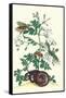 Royal Jasmine with an Amazon Tree Boa and an Ello Sphinx Moth-Maria Sibylla Merian-Framed Stretched Canvas