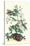 Royal Jasmine with an Amazon Tree Boa and an Ello Sphinx Moth-Maria Sibylla Merian-Stretched Canvas