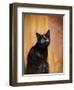 Royal Kitten-Jai Johnson-Framed Giclee Print