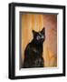 Royal Kitten-Jai Johnson-Framed Giclee Print