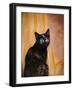 Royal Kitten-Jai Johnson-Framed Giclee Print