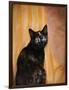 Royal Kitten-Jai Johnson-Framed Premium Giclee Print