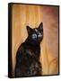Royal Kitten-Jai Johnson-Framed Stretched Canvas
