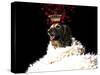 Royal Love Pup - Golden Retriever-Tina Lavoie-Stretched Canvas