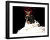 Royal Love Pup - Golden Retriever-Tina Lavoie-Framed Giclee Print