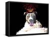 Royal Love Pup - Pit Bull Terrier-Tina Lavoie-Framed Stretched Canvas