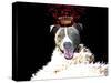 Royal Love Pup - Pit Bull Terrier-Tina Lavoie-Stretched Canvas