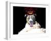 Royal Love Pup - Pit Bull Terrier-Tina Lavoie-Framed Giclee Print