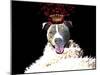 Royal Love Pup - Pit Bull Terrier-Tina Lavoie-Mounted Giclee Print