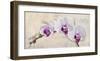 Royal Orchid-Elena Dolci-Framed Art Print