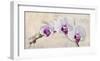 Royal Orchid-Elena Dolci-Framed Art Print