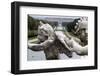 Royal Palace Seen from the Fountain of Venus and Adonis, Caserta, Campania, Italy, Europe-Oliviero Olivieri-Framed Photographic Print
