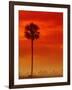 Royal Palm in Everglades-Joe McDonald-Framed Premium Photographic Print