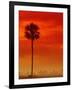 Royal Palm in Everglades-Joe McDonald-Framed Premium Photographic Print