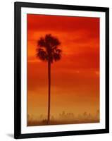 Royal Palm in Everglades-Joe McDonald-Framed Photographic Print