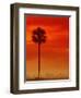 Royal Palm in Everglades-Joe McDonald-Framed Photographic Print