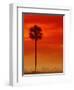 Royal Palm in Everglades-Joe McDonald-Framed Photographic Print