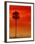 Royal Palm in Everglades-Joe McDonald-Framed Photographic Print