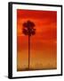 Royal Palm in Everglades-Joe McDonald-Framed Photographic Print