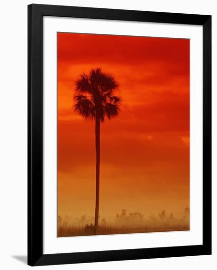 Royal Palm in Everglades-Joe McDonald-Framed Photographic Print