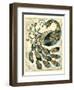 Royal Peacock II-Chariklia Zarris-Framed Art Print