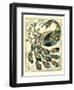 Royal Peacock II-Chariklia Zarris-Framed Art Print