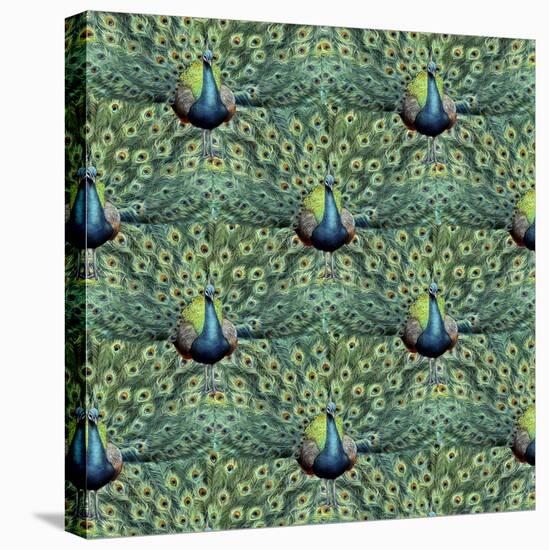 Royal Peacock Pattern-Mary Beth Griffin-Stretched Canvas