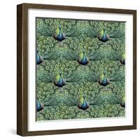 Royal Peacock Pattern-Mary Beth Griffin-Framed Giclee Print