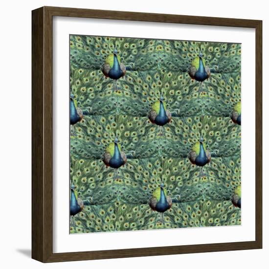 Royal Peacock Pattern-Mary Beth Griffin-Framed Giclee Print