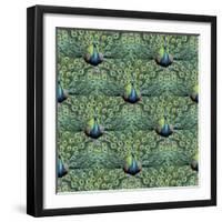 Royal Peacock Pattern-Mary Beth Griffin-Framed Giclee Print