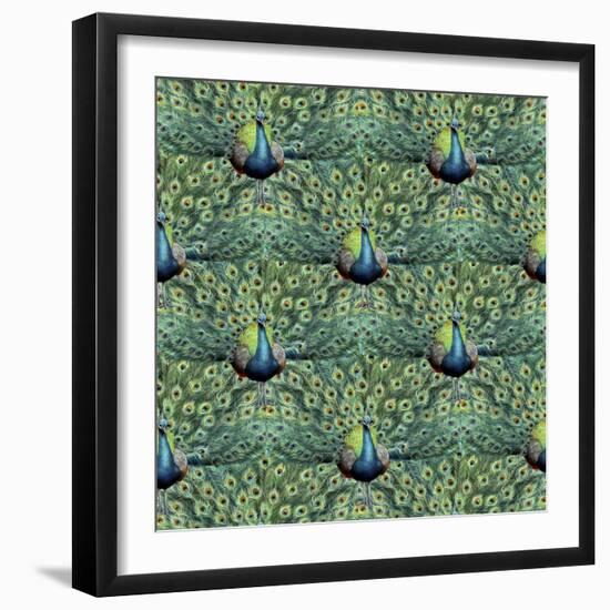 Royal Peacock Pattern-Mary Beth Griffin-Framed Giclee Print