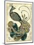 Royal Peacock-Chariklia Zarris-Mounted Art Print
