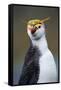 Royal Penguin-AndreAnita-Framed Stretched Canvas