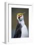 Royal Penguin-AndreAnita-Framed Photographic Print