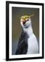 Royal Penguin-AndreAnita-Framed Photographic Print