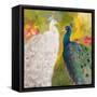 Royal Plumes-Robin Maria-Framed Stretched Canvas