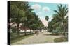 Royal Poinciana, Palm Beach, Florida-null-Stretched Canvas