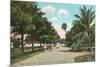 Royal Poinciana, Palm Beach, Florida-null-Mounted Premium Giclee Print