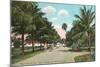 Royal Poinciana, Palm Beach, Florida-null-Mounted Art Print