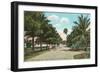 Royal Poinciana, Palm Beach, Florida-null-Framed Art Print