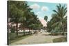 Royal Poinciana, Palm Beach, Florida-null-Stretched Canvas