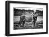 Royal Pose-Mohammed Alnaser-Framed Photographic Print