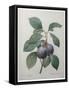 Royal Prune-Pierre-Joseph Redoute-Framed Stretched Canvas