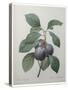 Royal Prune-Pierre-Joseph Redoute-Stretched Canvas
